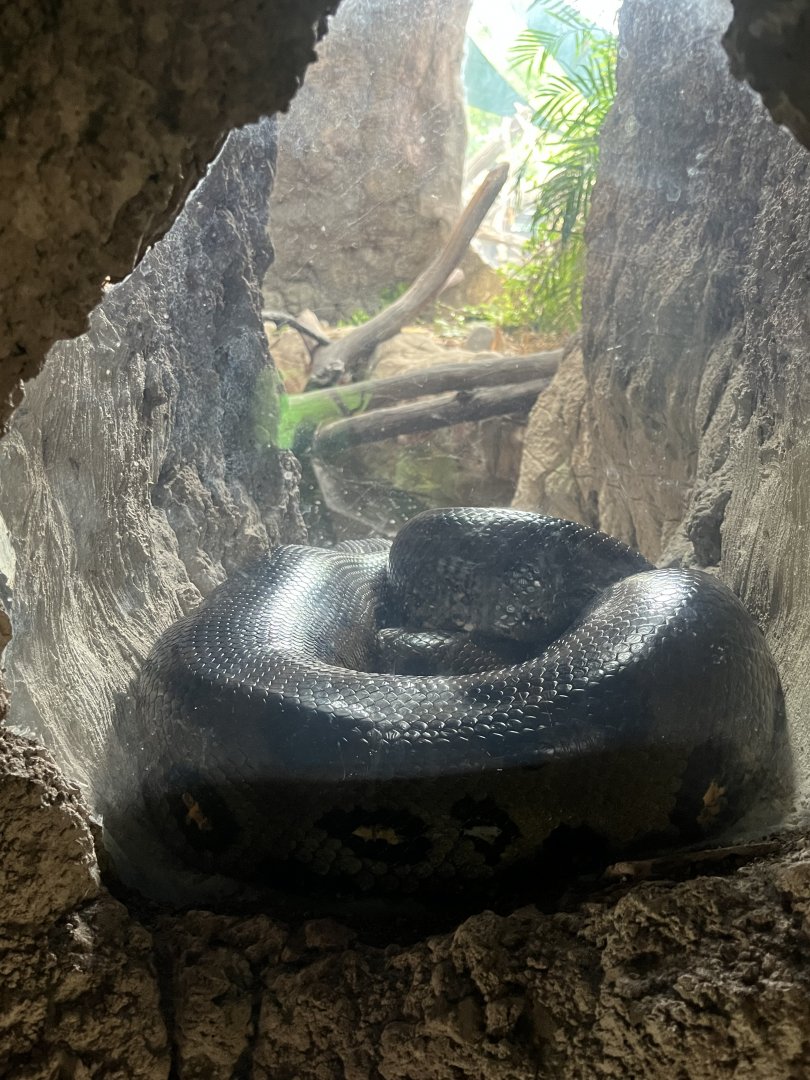 South America’s Pantanal