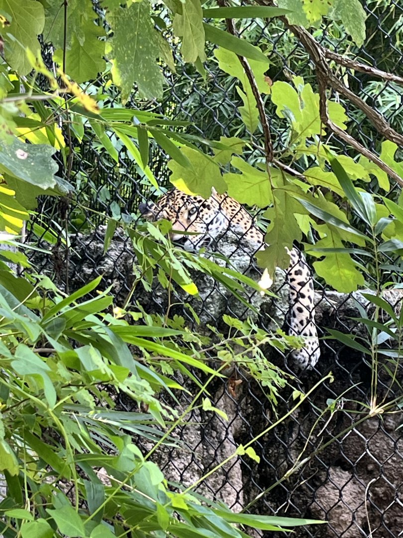 South America’s Pantanal
