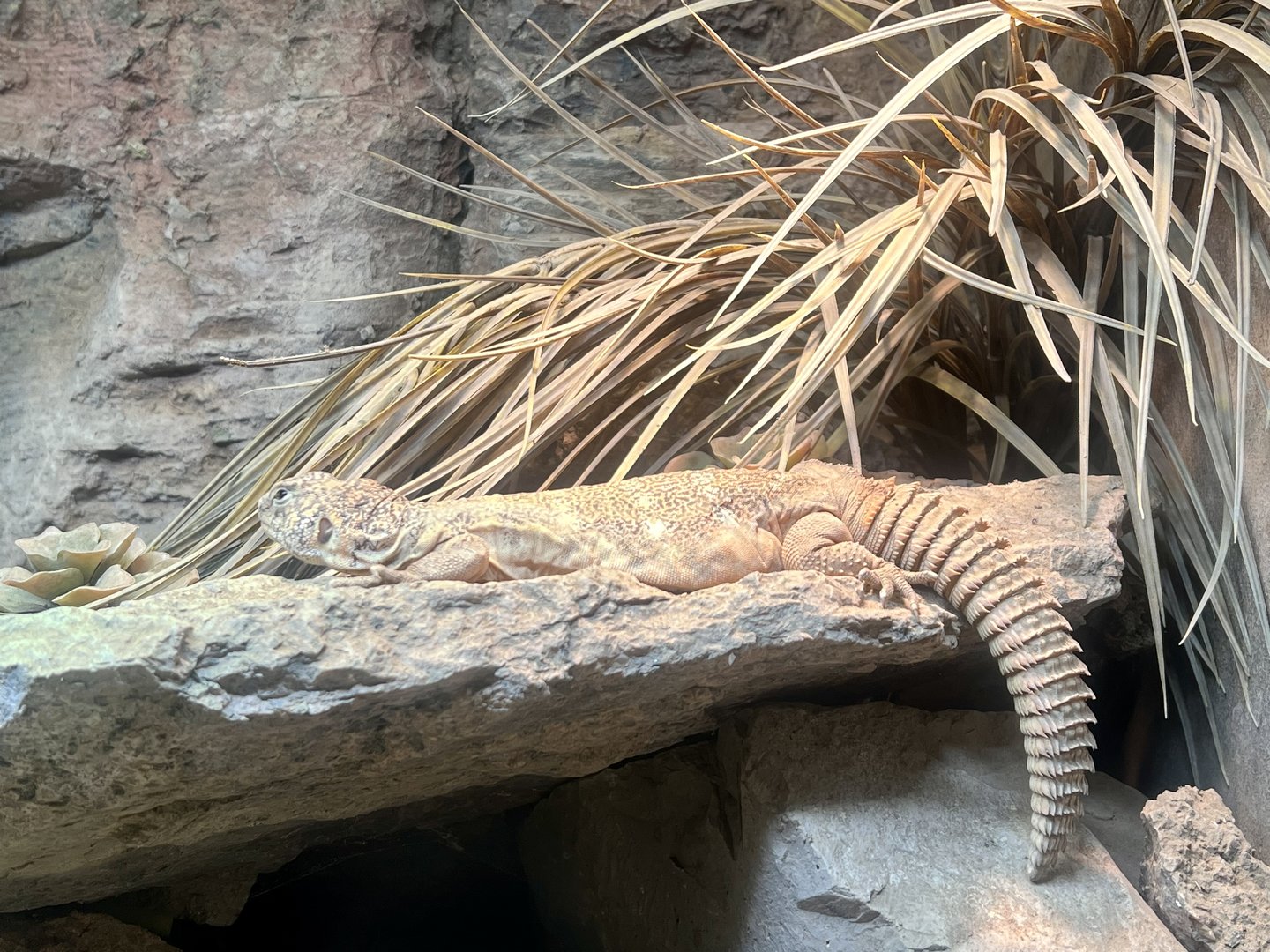 South Arabian Spiny-tailed Lizard