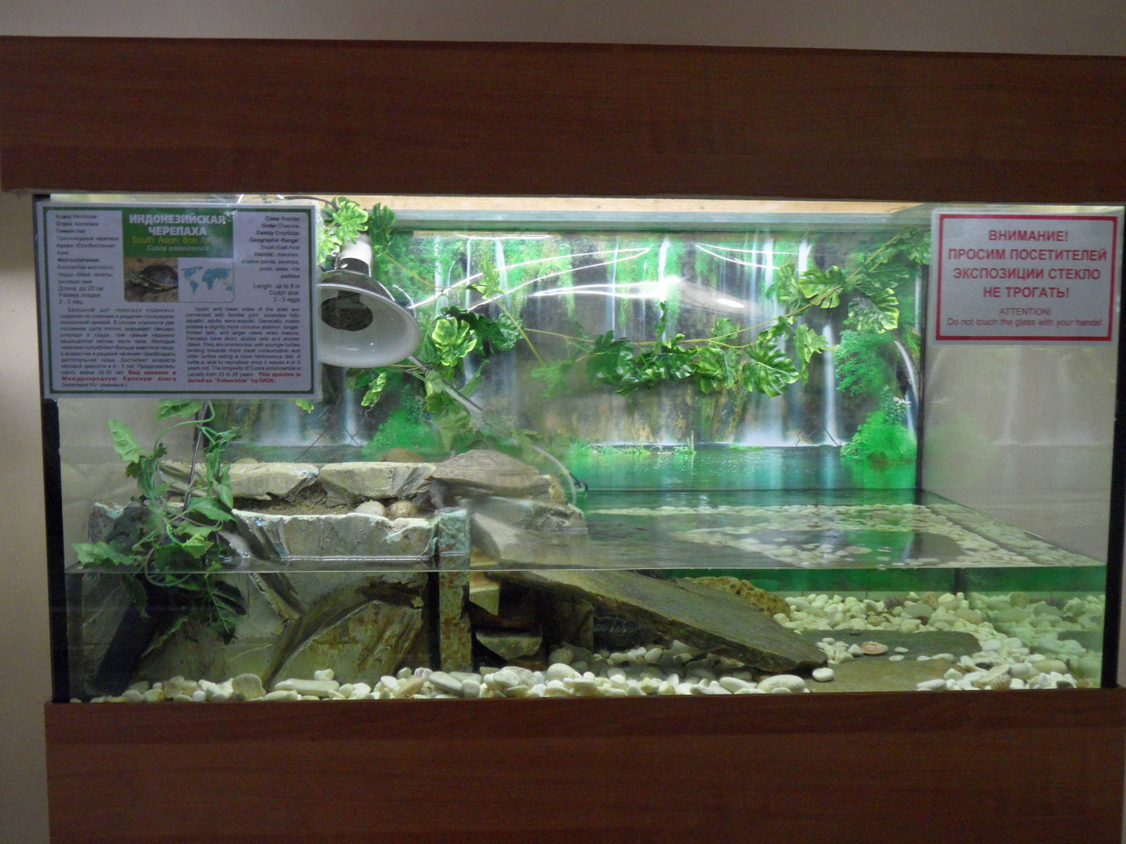 South Asian box turtle tank