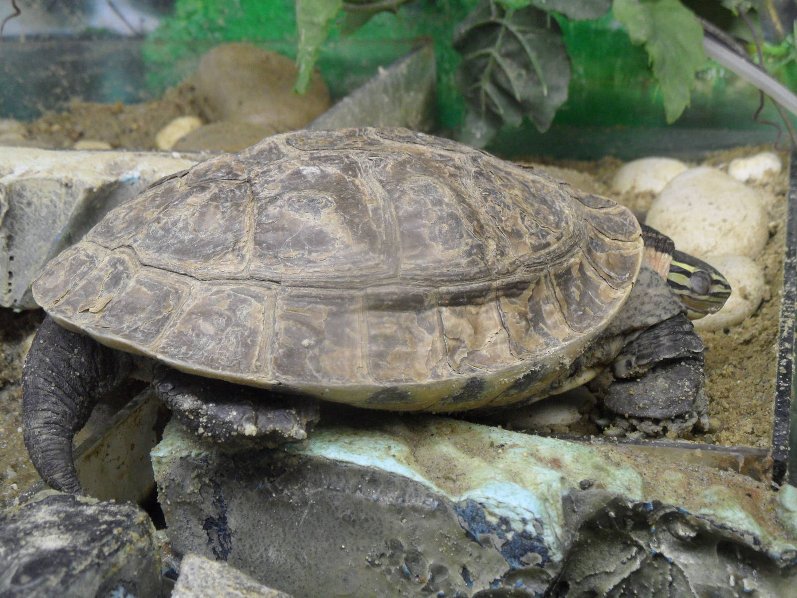South Asian box turtle