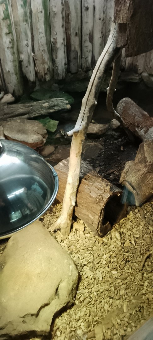 South Asian Box Turtle