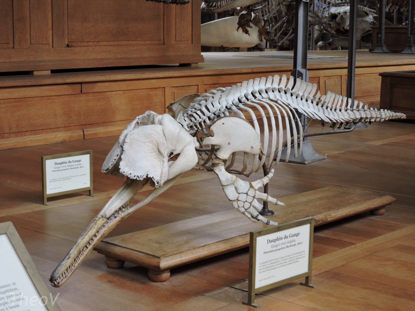 South Asian river dolphin [2015]