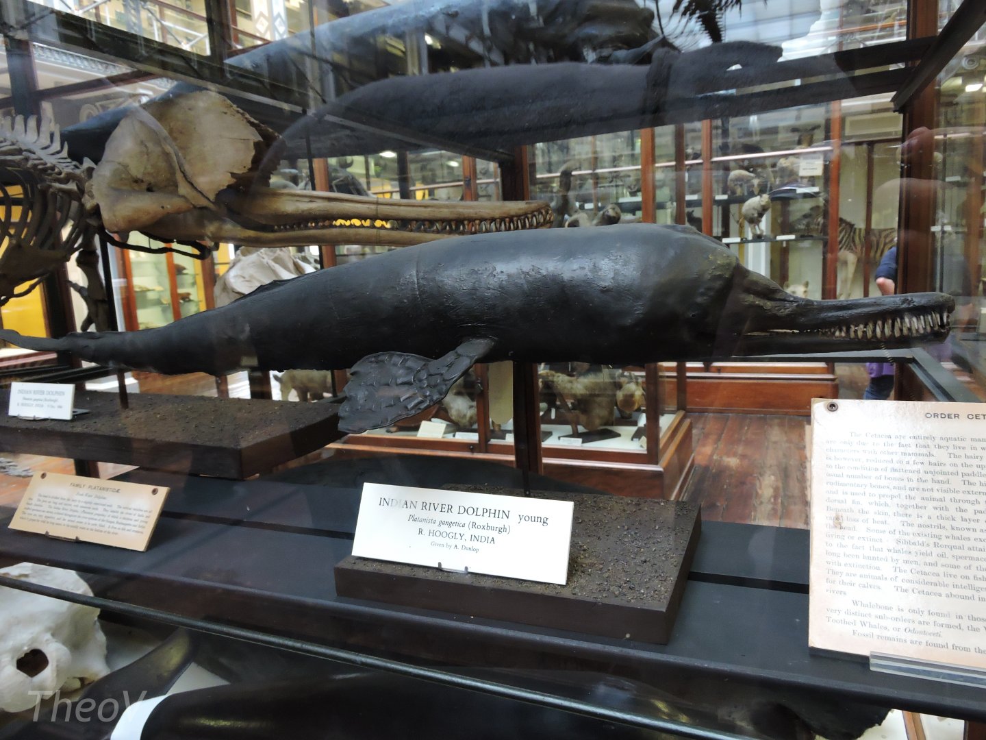 South Asian river dolphin [2016]