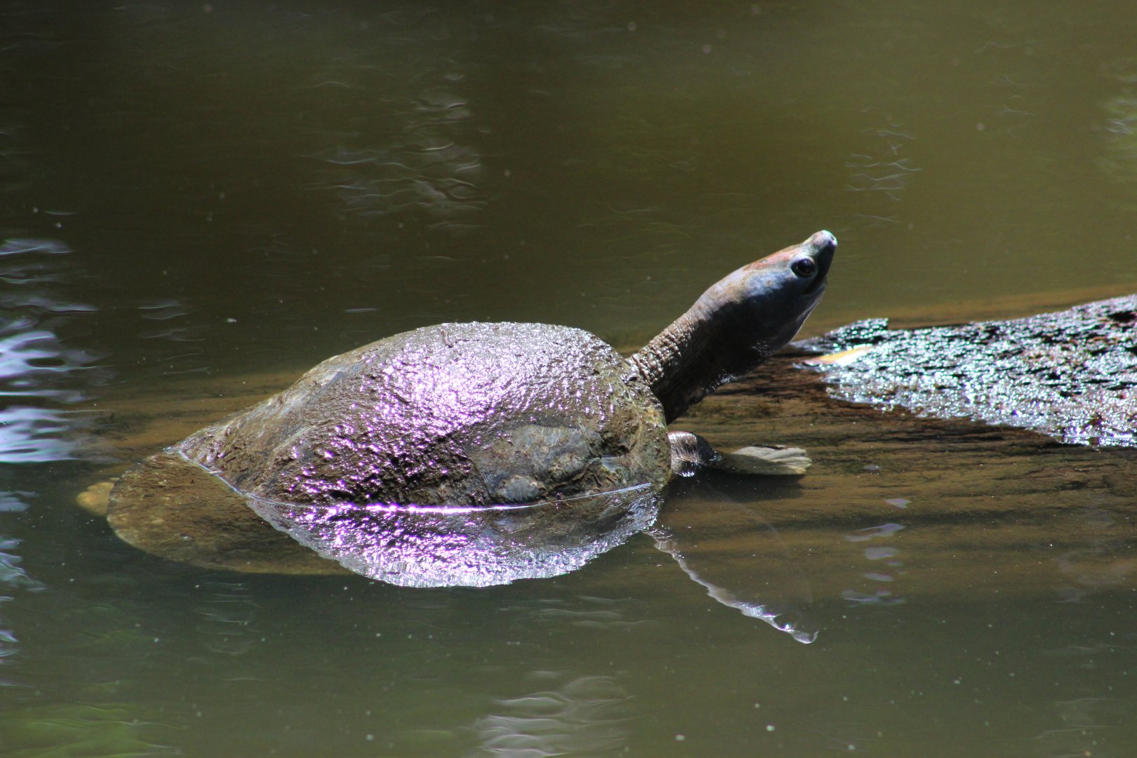 South Asian Terrapin