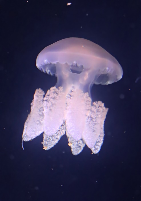 South Atlantic jellyfish (Lychnorhiza lucerna)