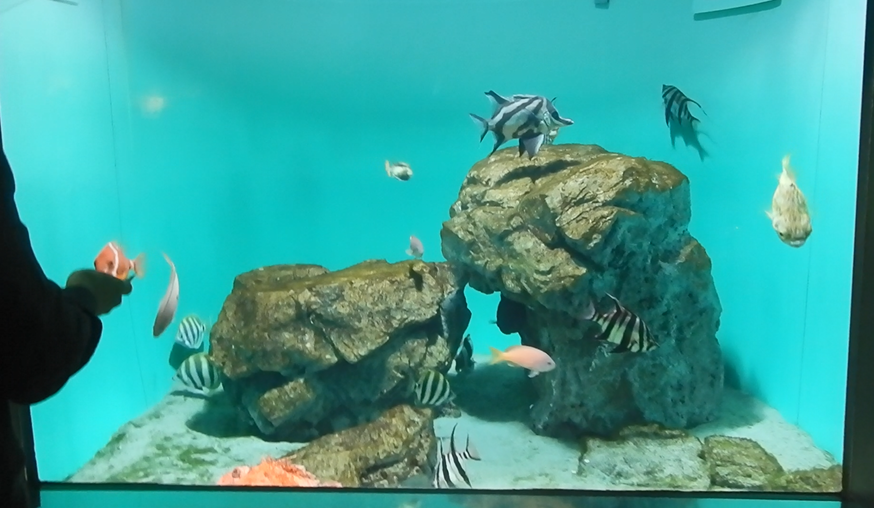 South Australia Tank - Oceans of the World exhibit