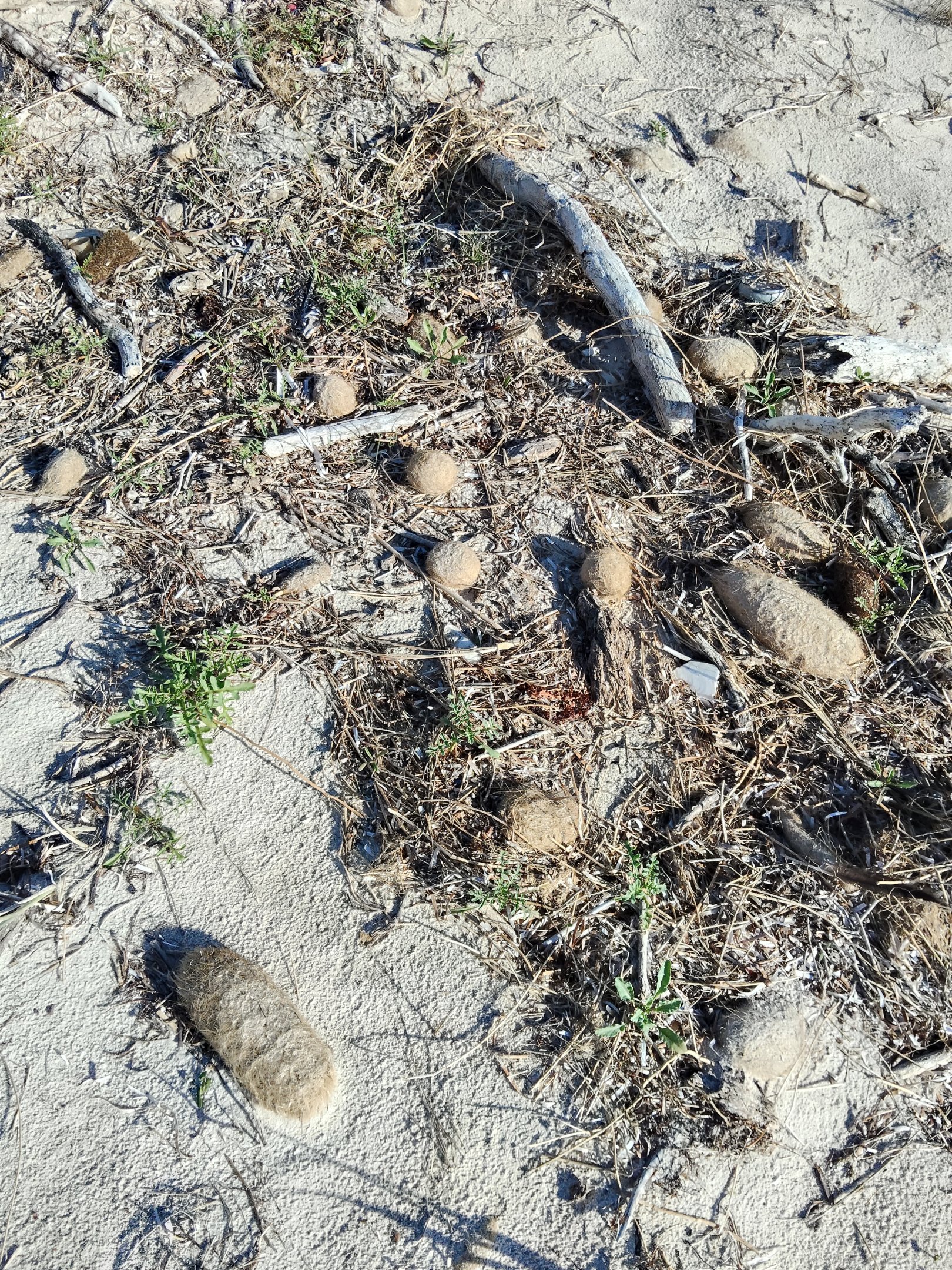 South Australian beach debris