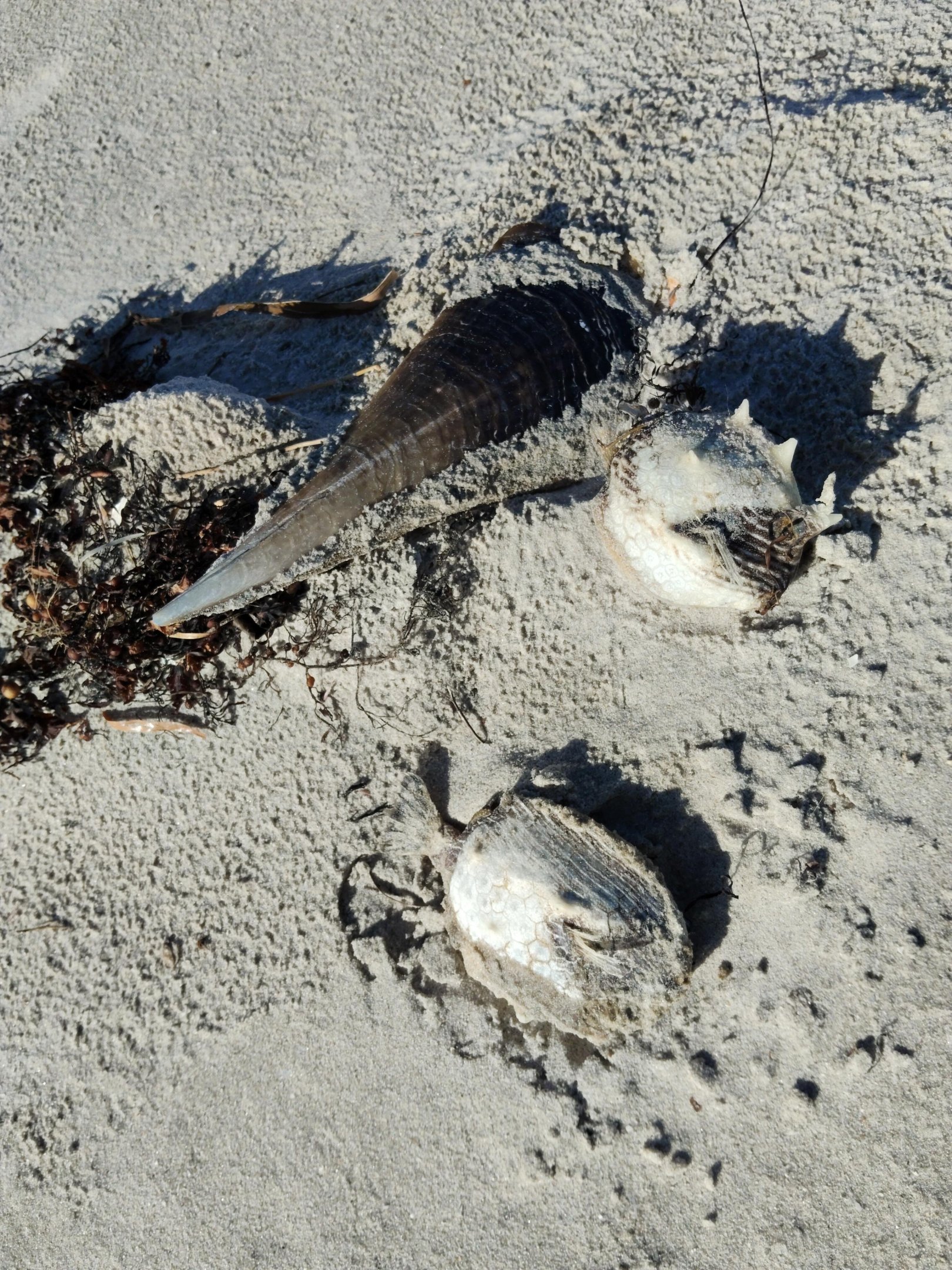 South Australian beach debris