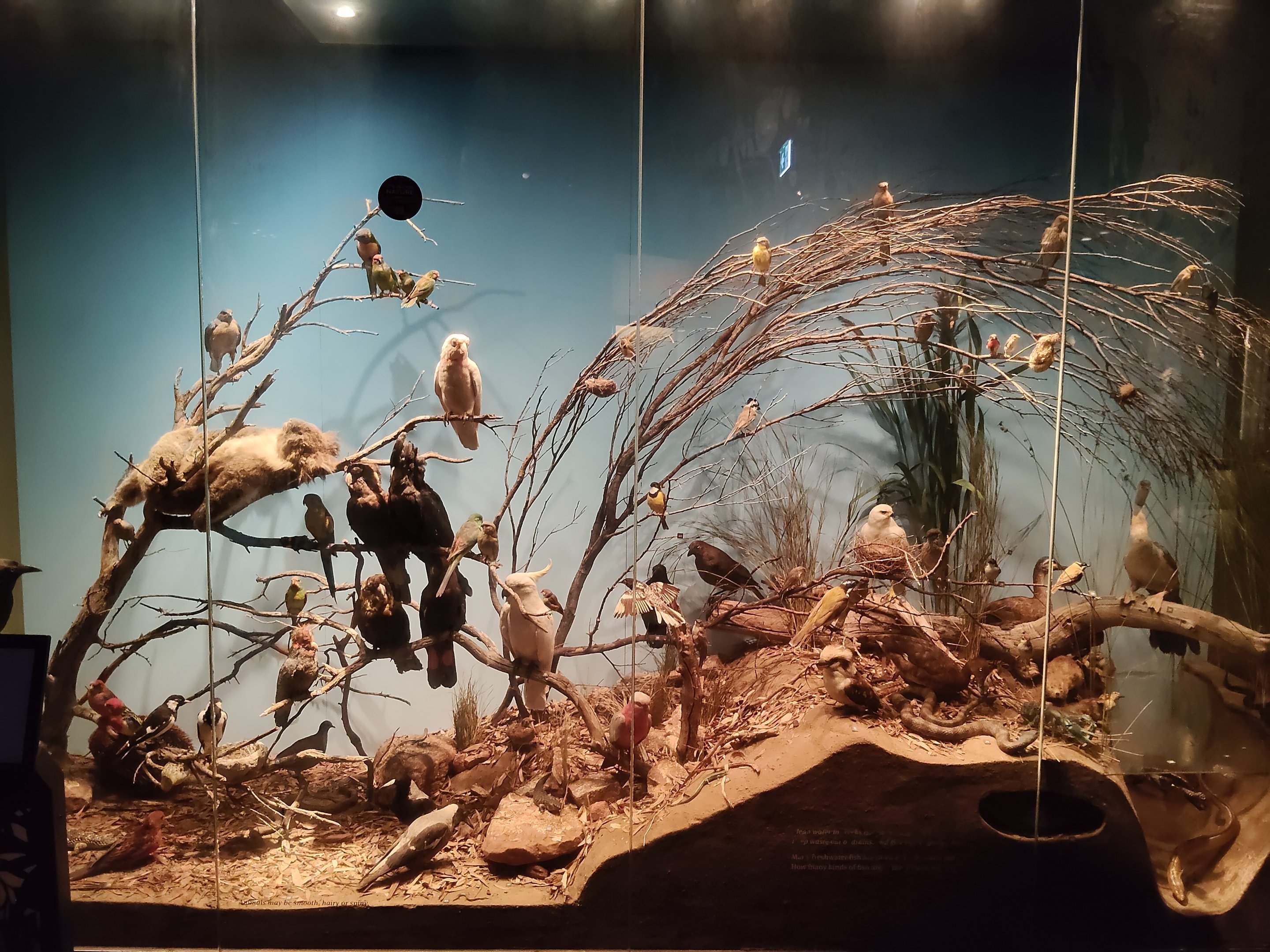 South Australian biodiversity displays