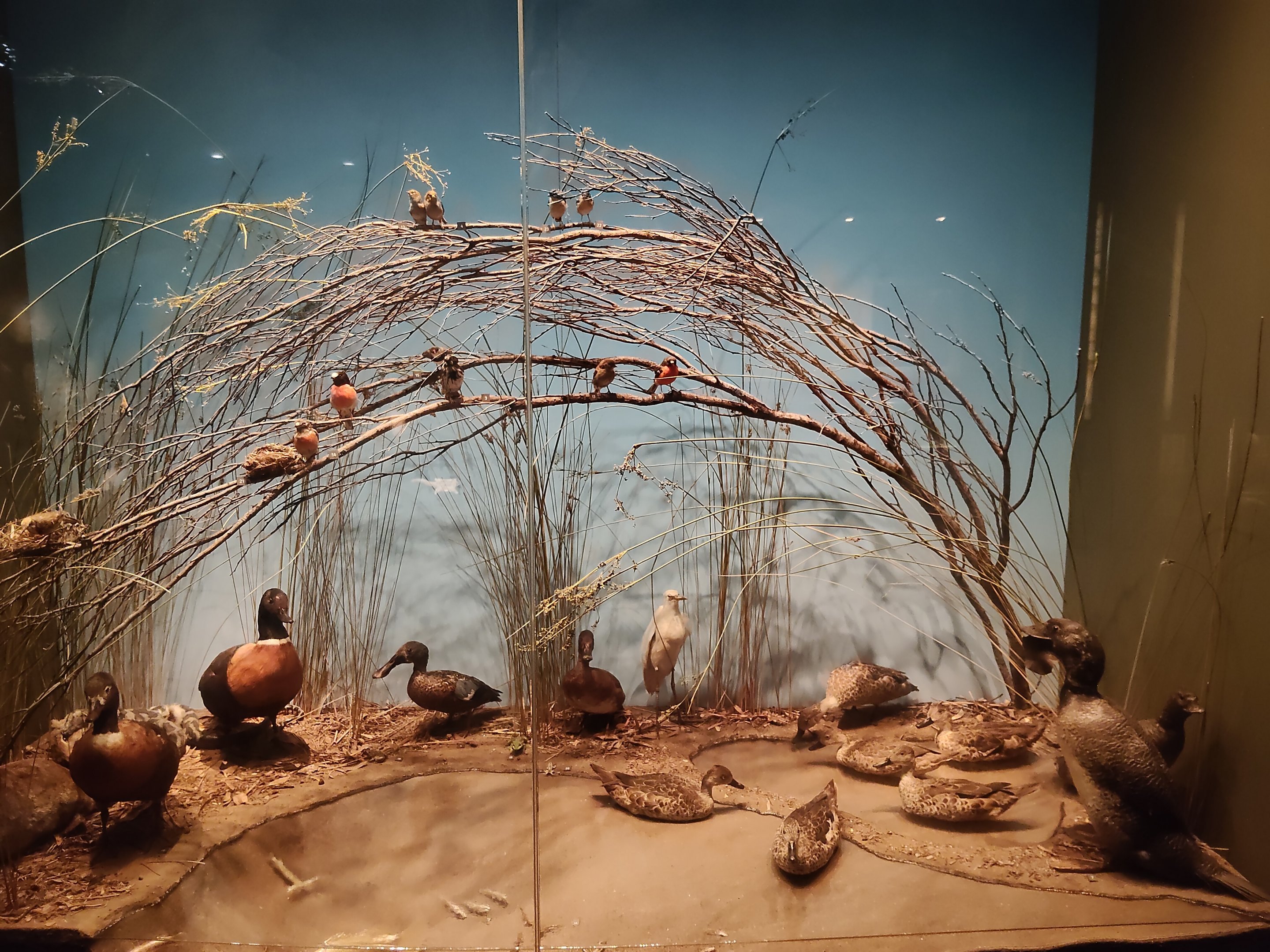 South Australian biodiversity displays