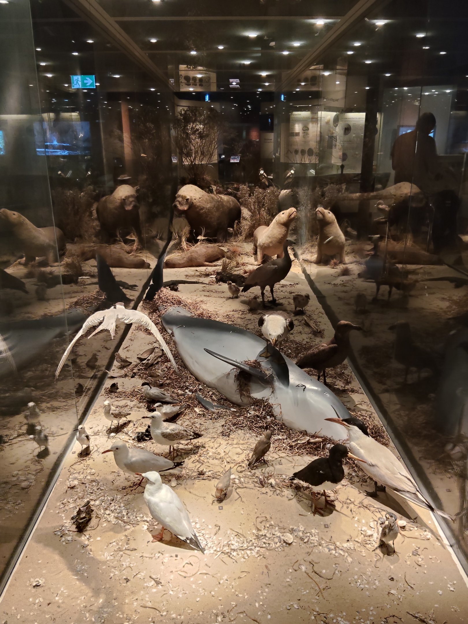 South Australian biodiversity displays