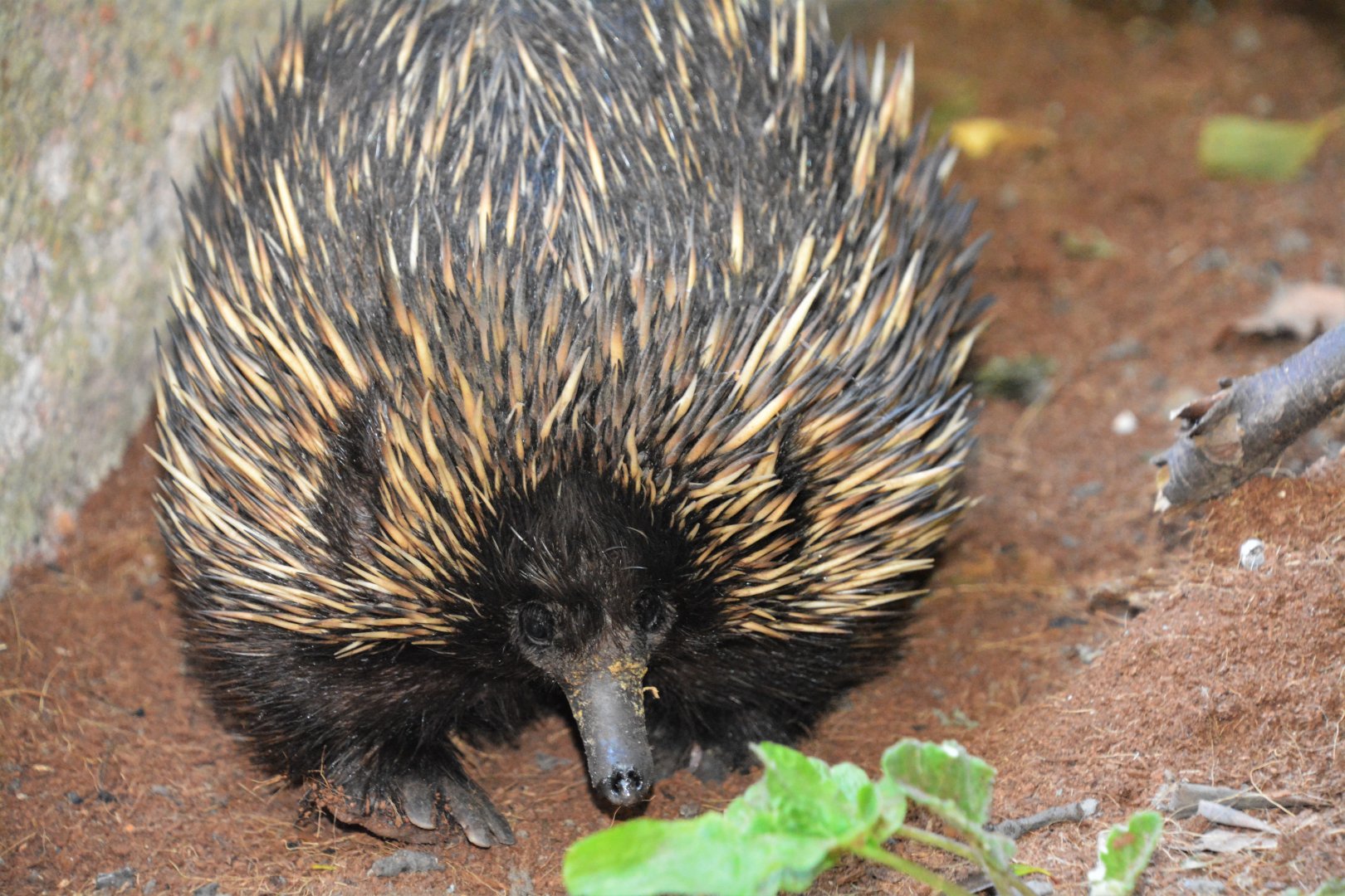 South Australian short-beaked echidna (Tachyglossus aculeatus aculeatus)