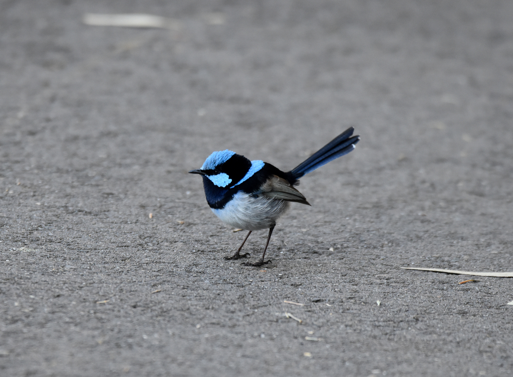 South Australian Superb Fairywren