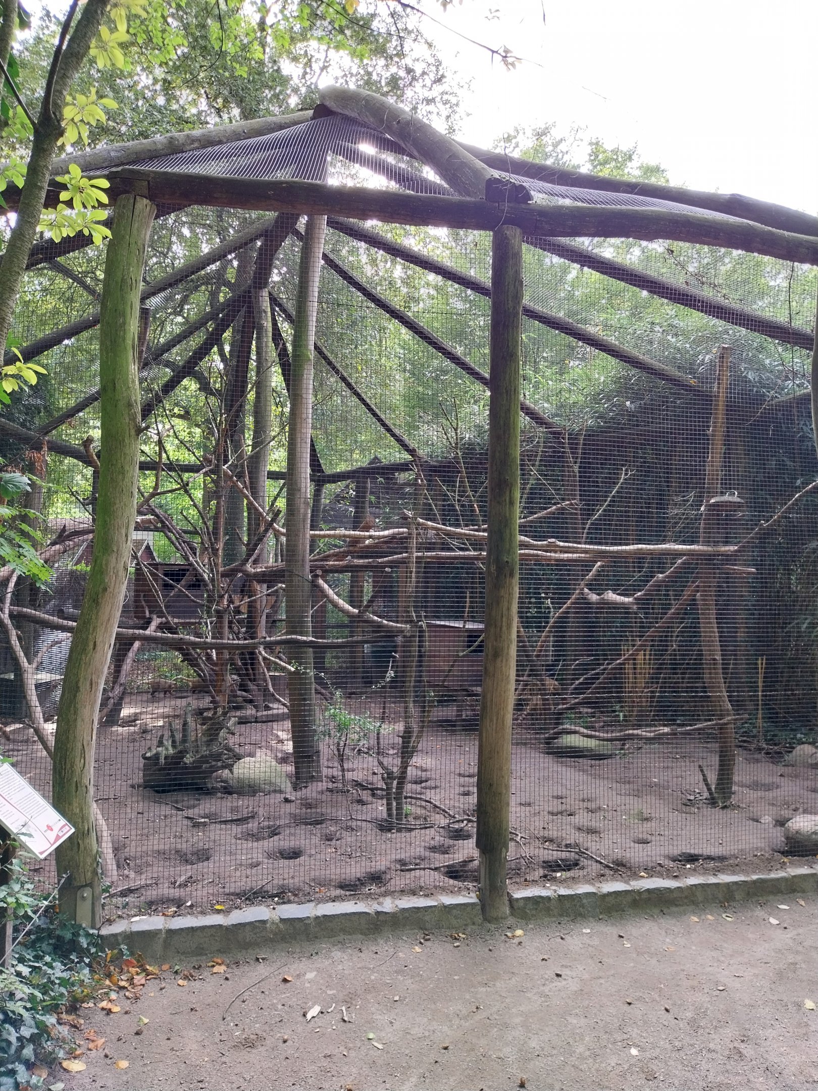 South Brazilian Coati (Nasua nasua solitaria)