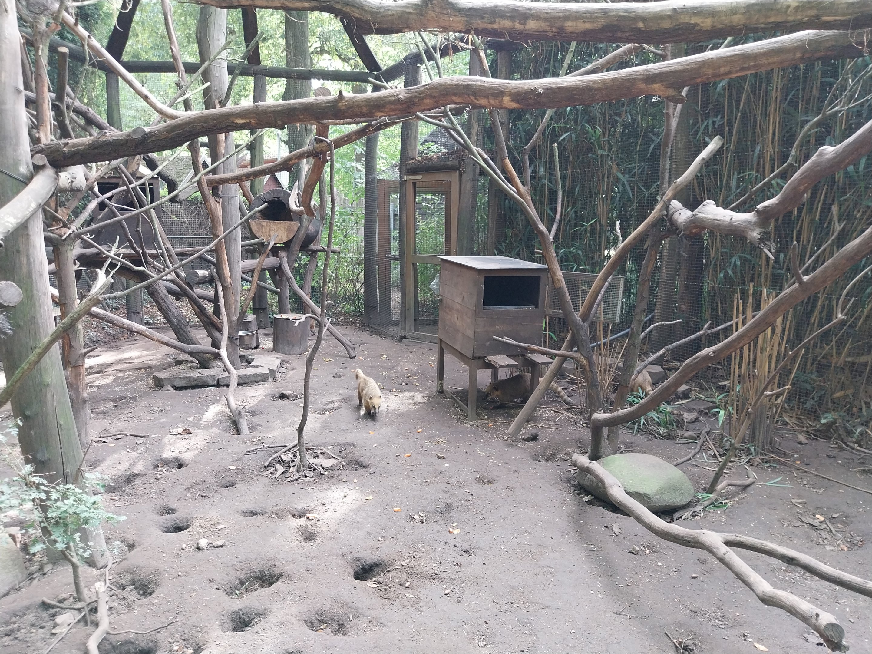 South Brazilian Coati (Nasua nasua solitaria)