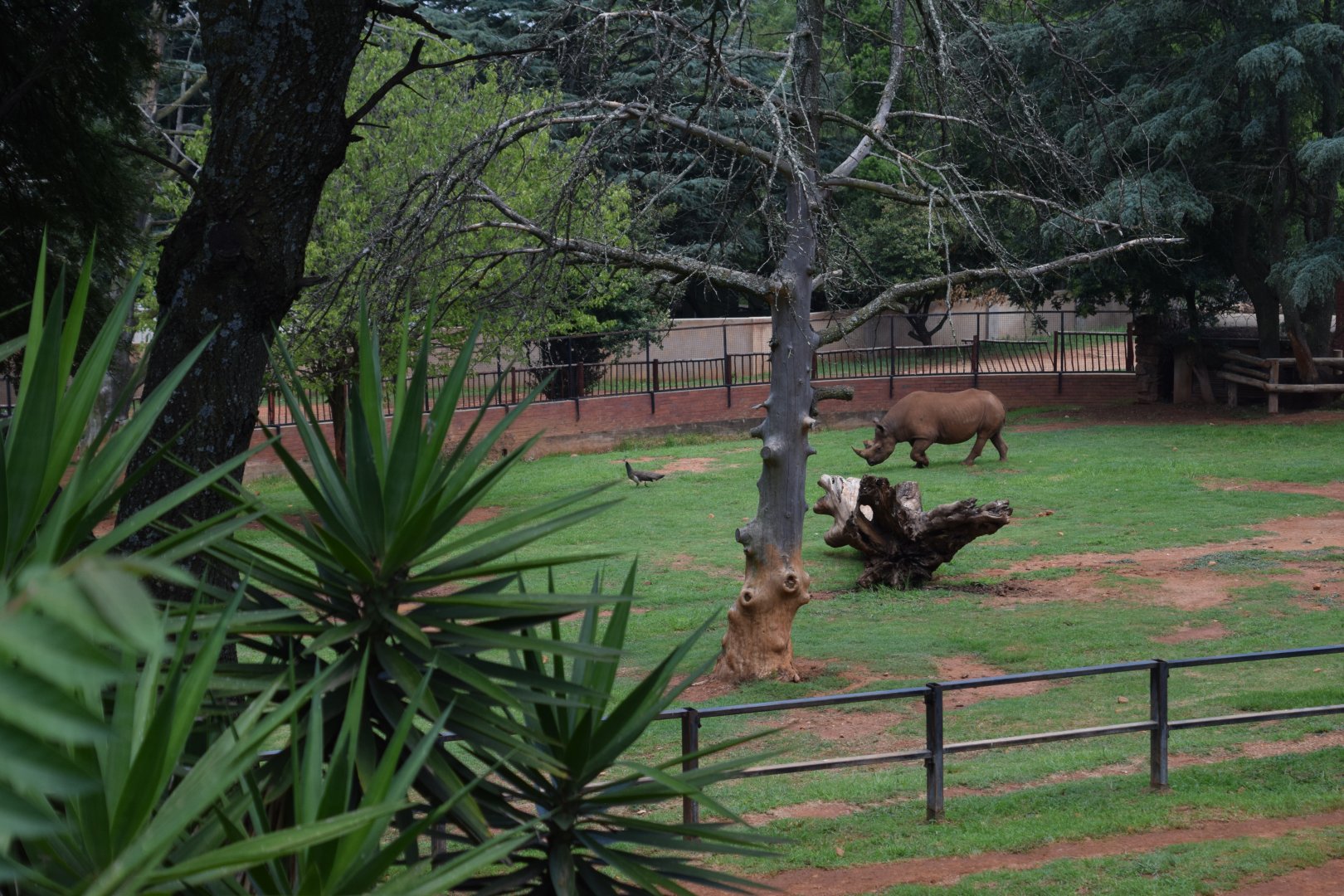 South Central Black Rhino (Bicornis diceros minor) chasing a peahen