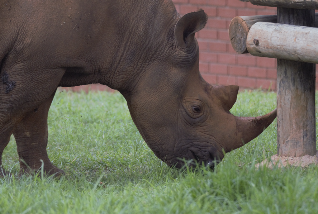 South-Central Black Rhino (Diceros bicornis minor)