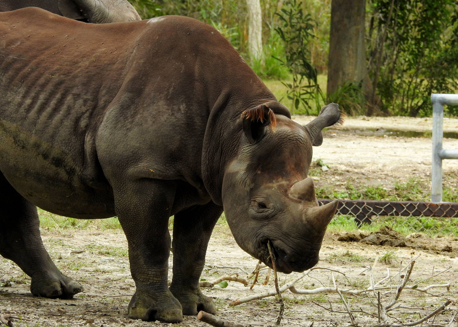 South Central Black Rhino