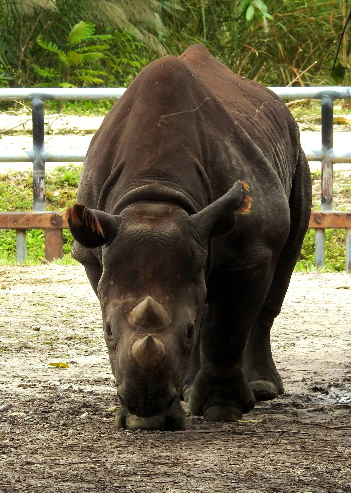 South Central Black Rhino