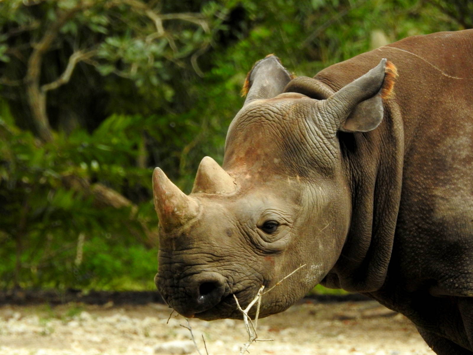 South Central Black Rhino