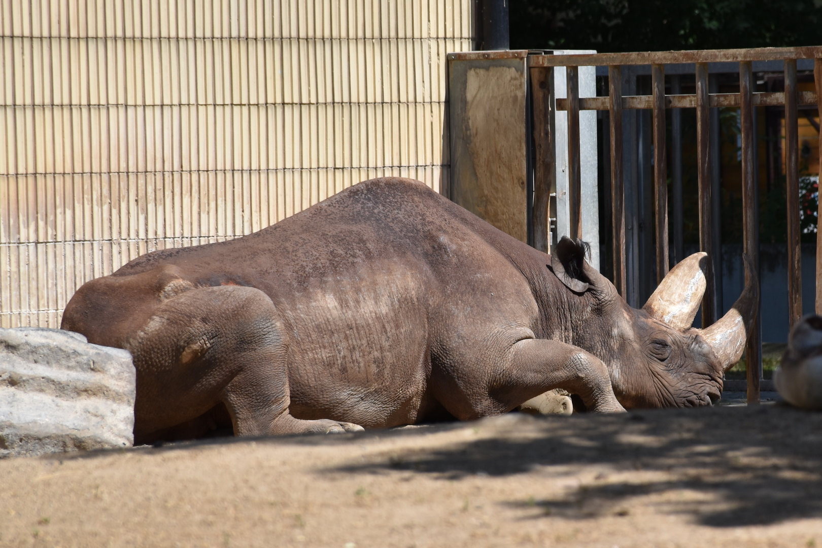 South-central black rhino