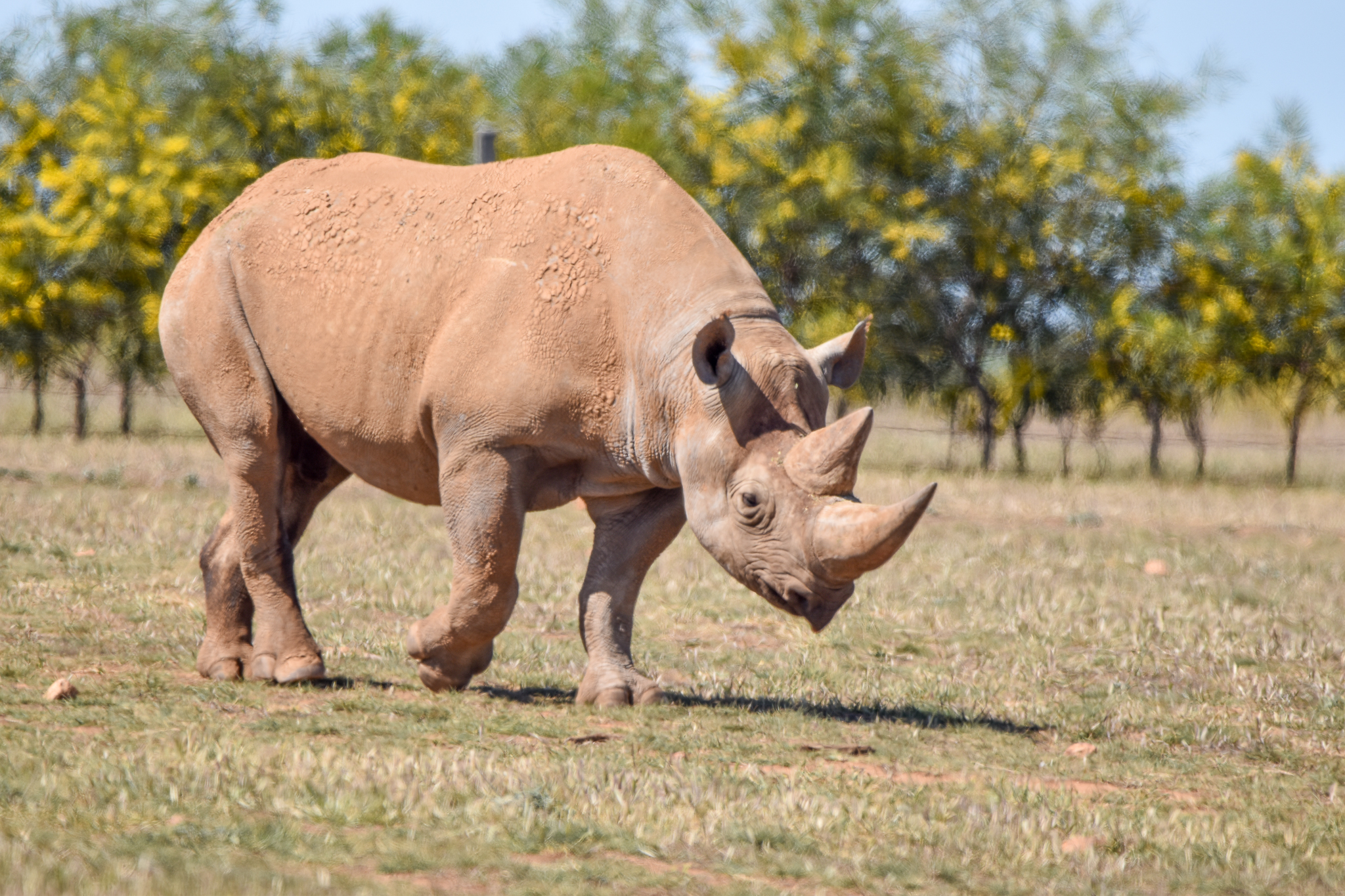 South-central Black Rhino