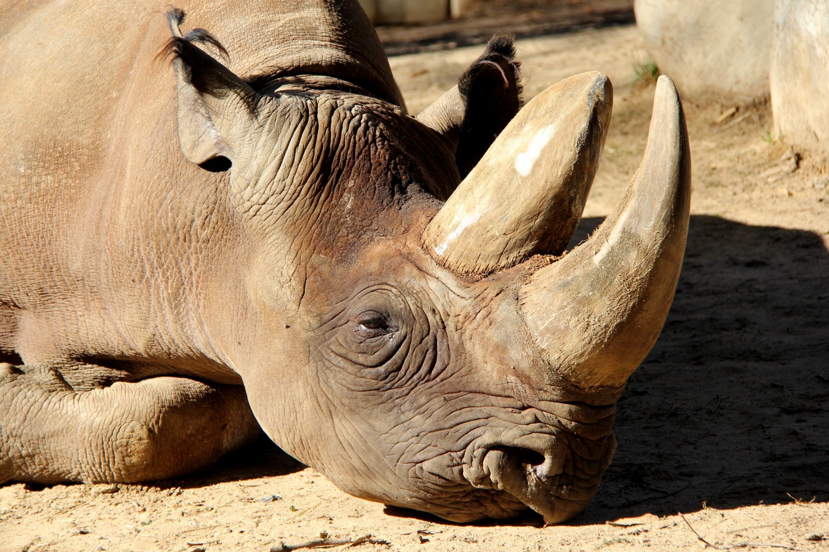 South-central black rhinoceros (Diceros bicornis minor)