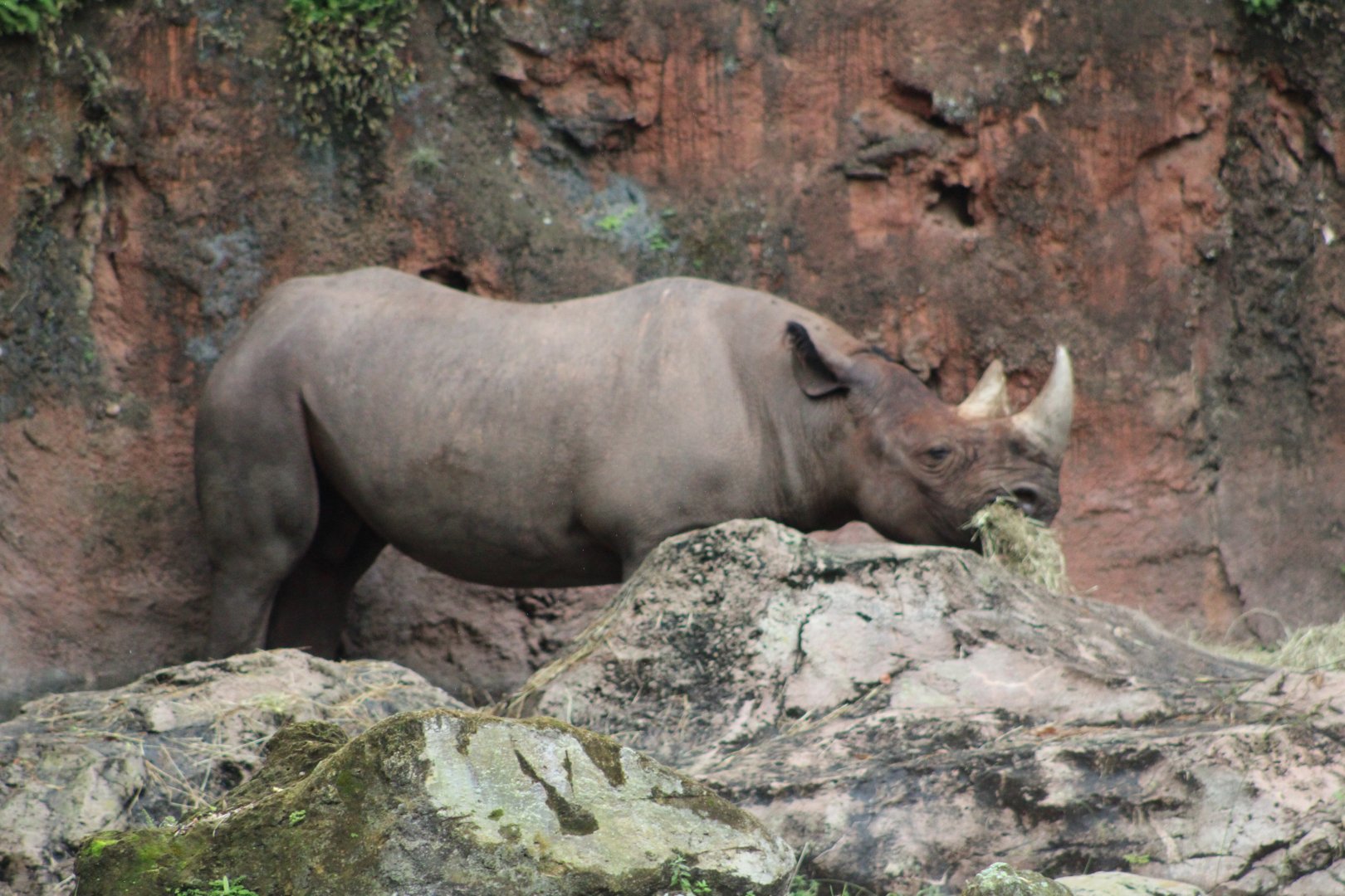 South-Central Black Rhinoceros (Diceros bicornis minor)