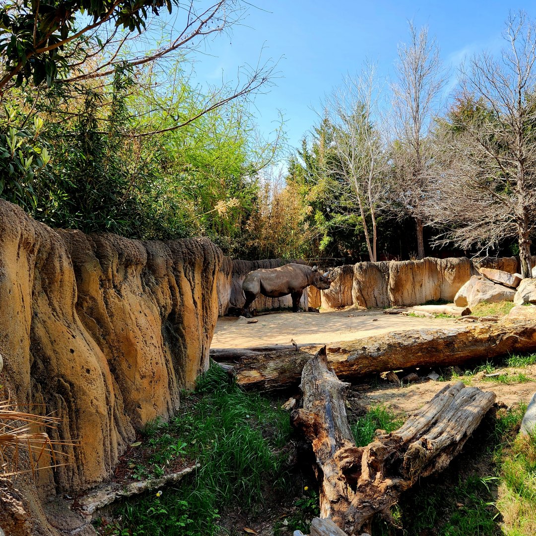 South-Central Black Rhinoceros (Diceros bicornis minor)