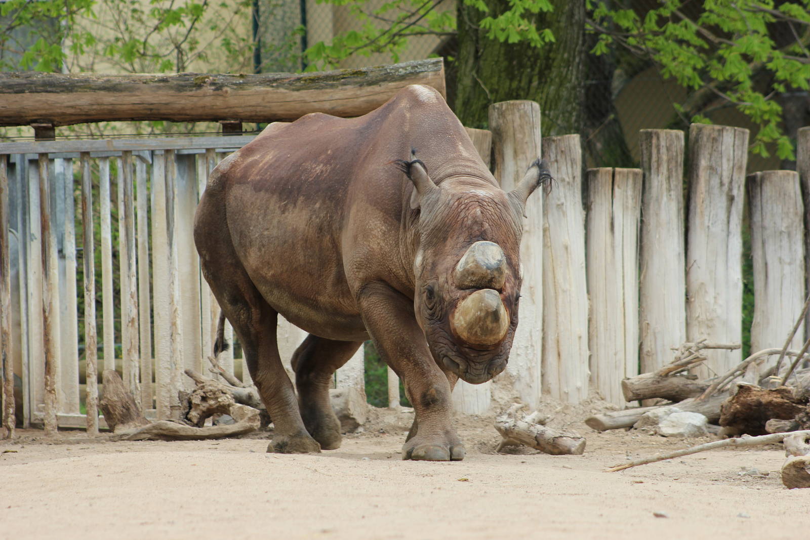 South-central black rhinoceros