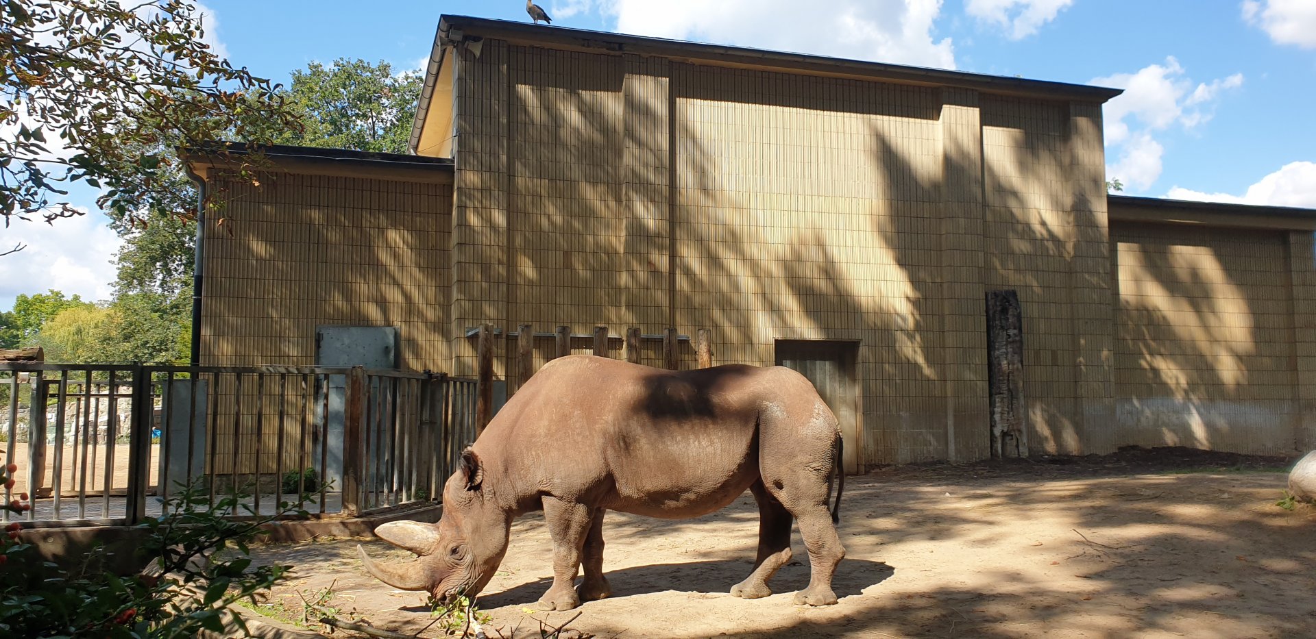 South-central black rhinoceros