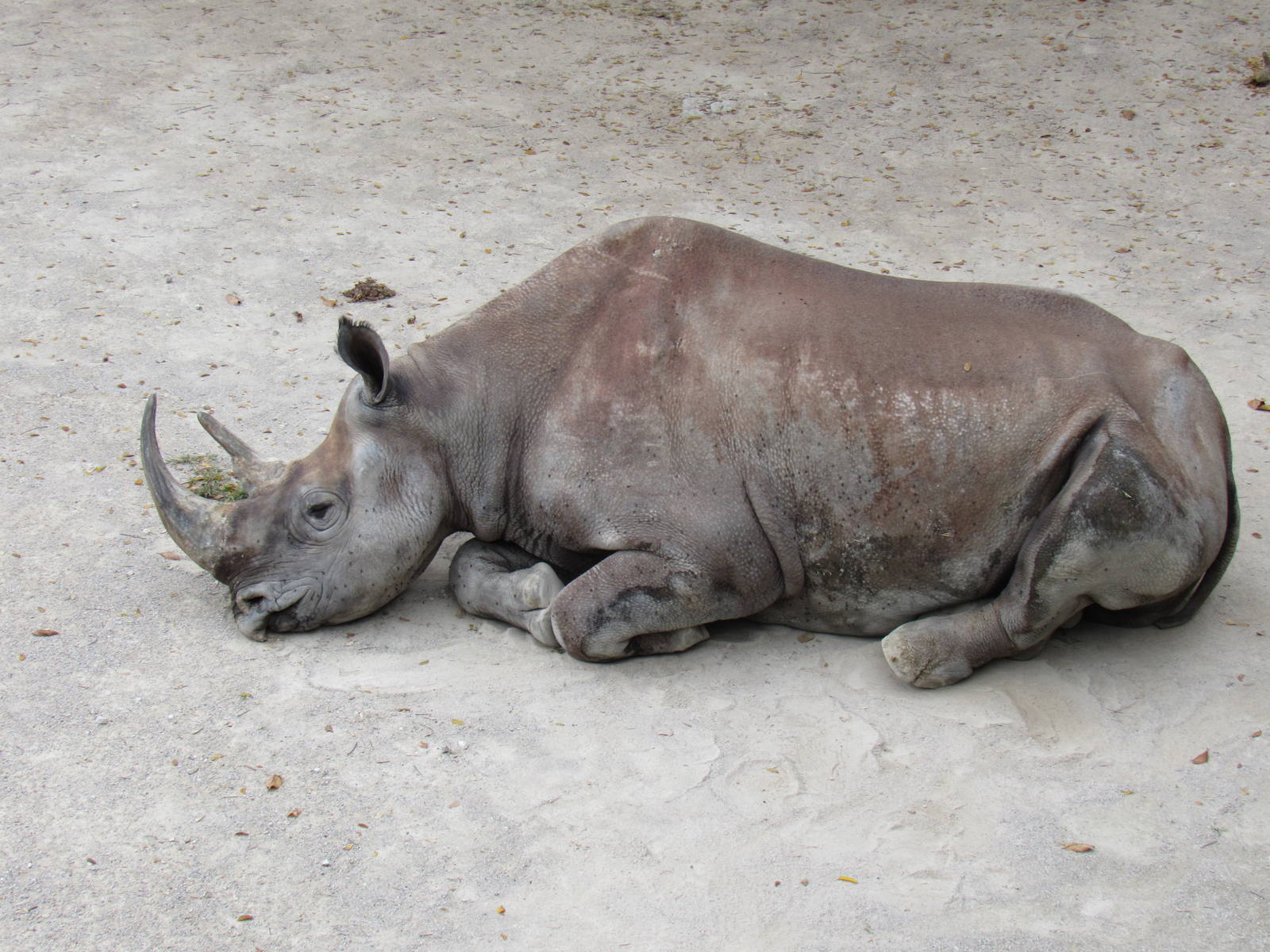 South-Central_Black_Rhinoceros2