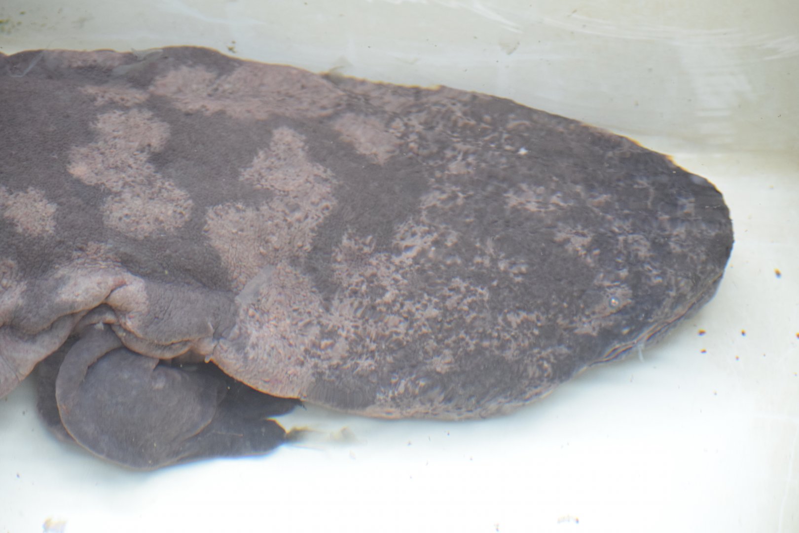 South China giant salamander