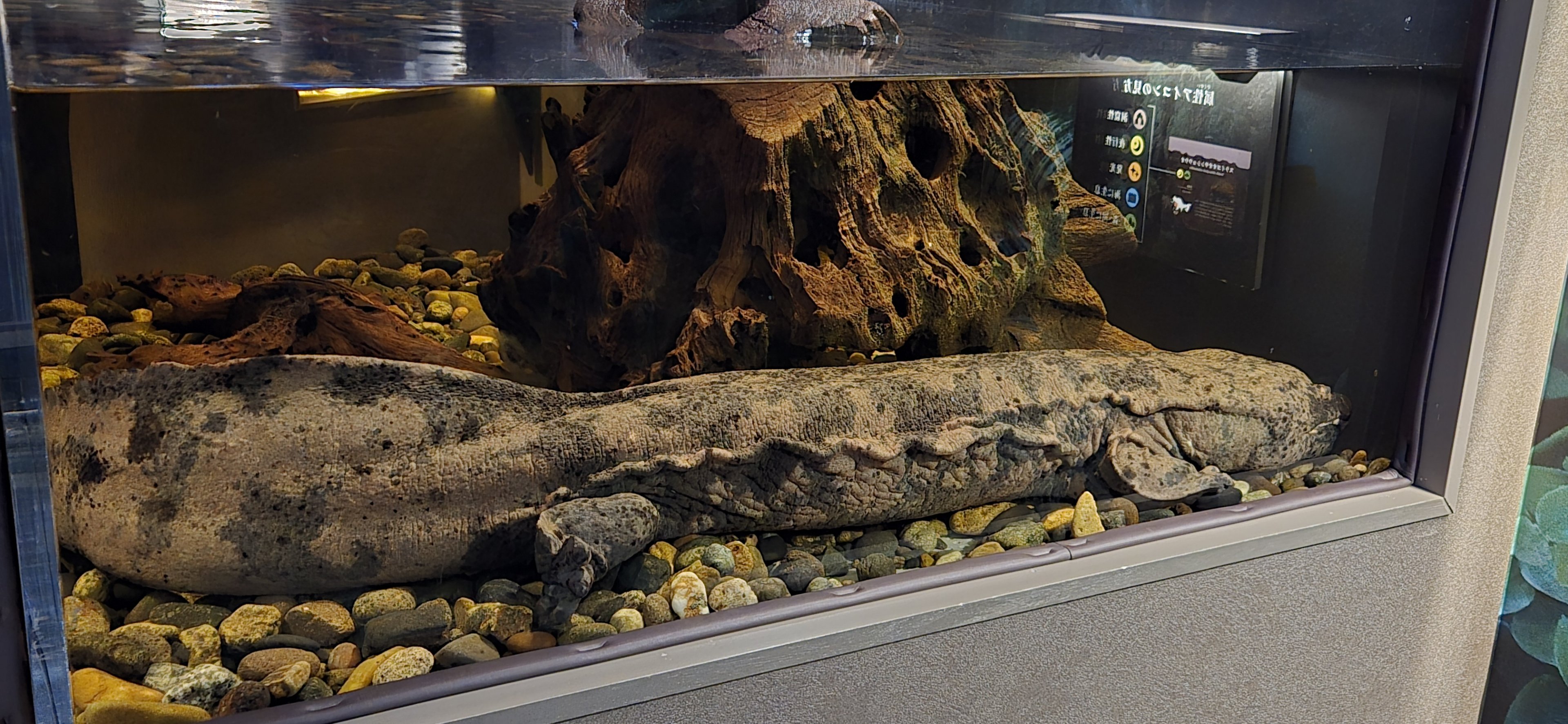 South China giant salamander