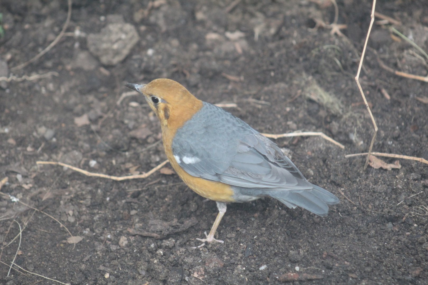 South China Orange-Headed Thrush