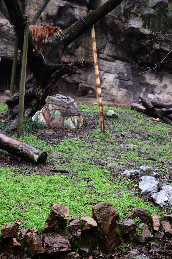 South China tiger and kingfisher