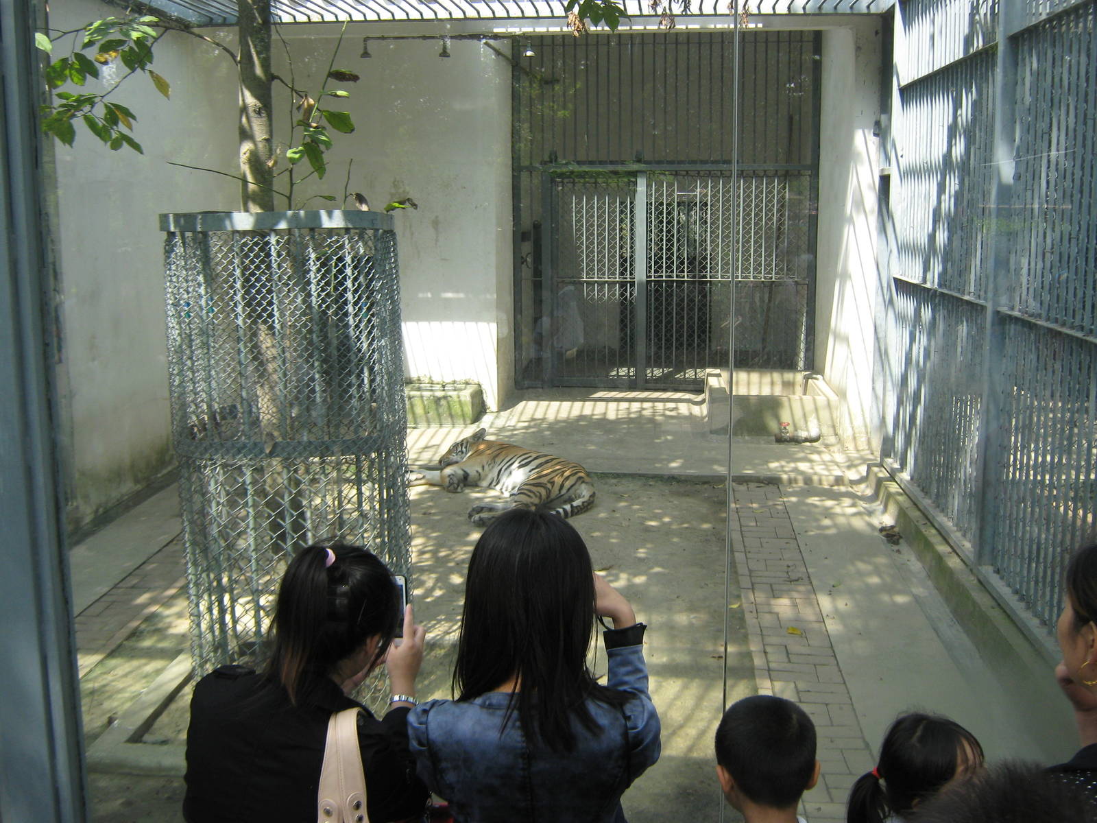 South China tiger. Asleep.