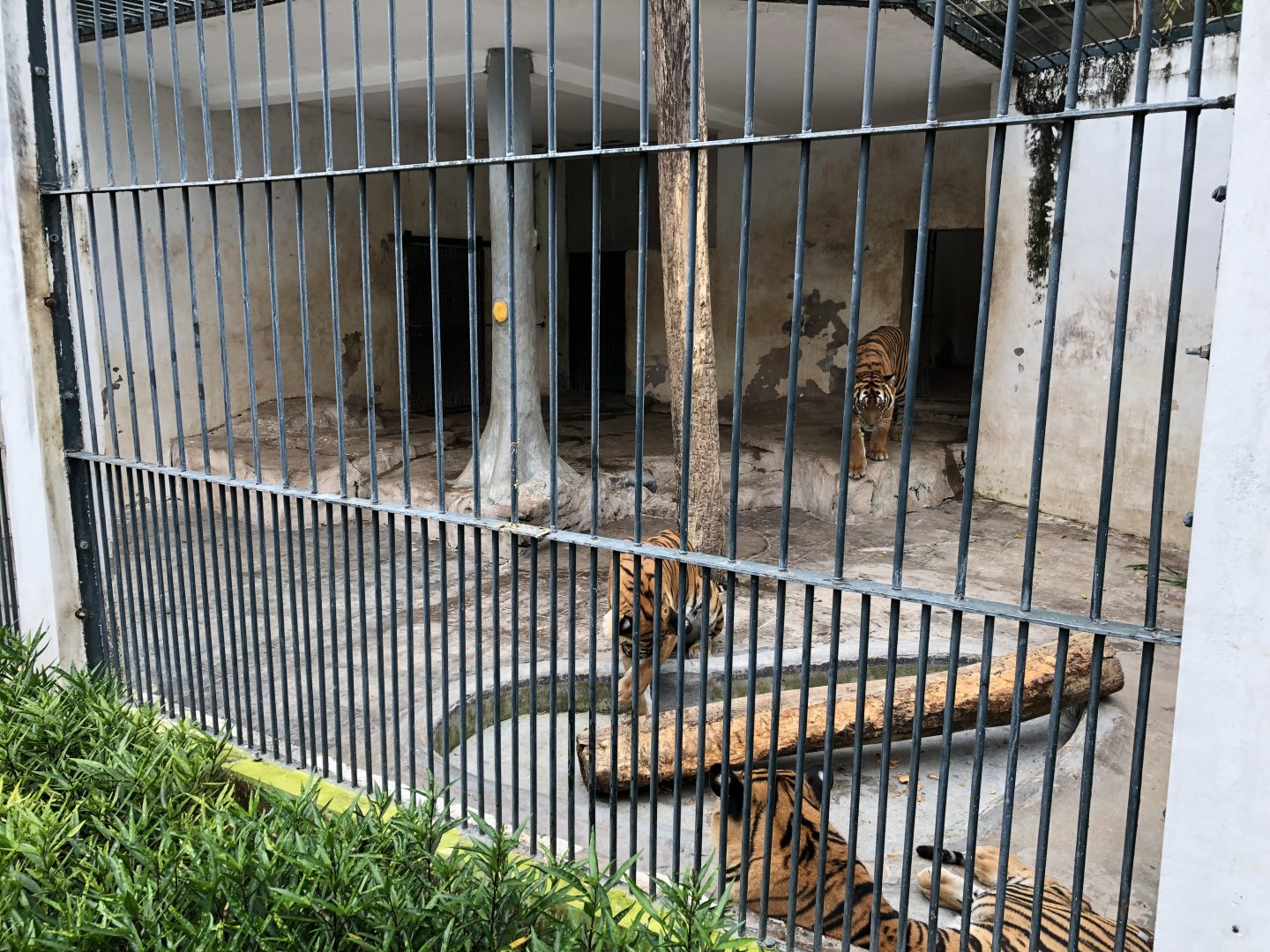 South China Tiger Cage