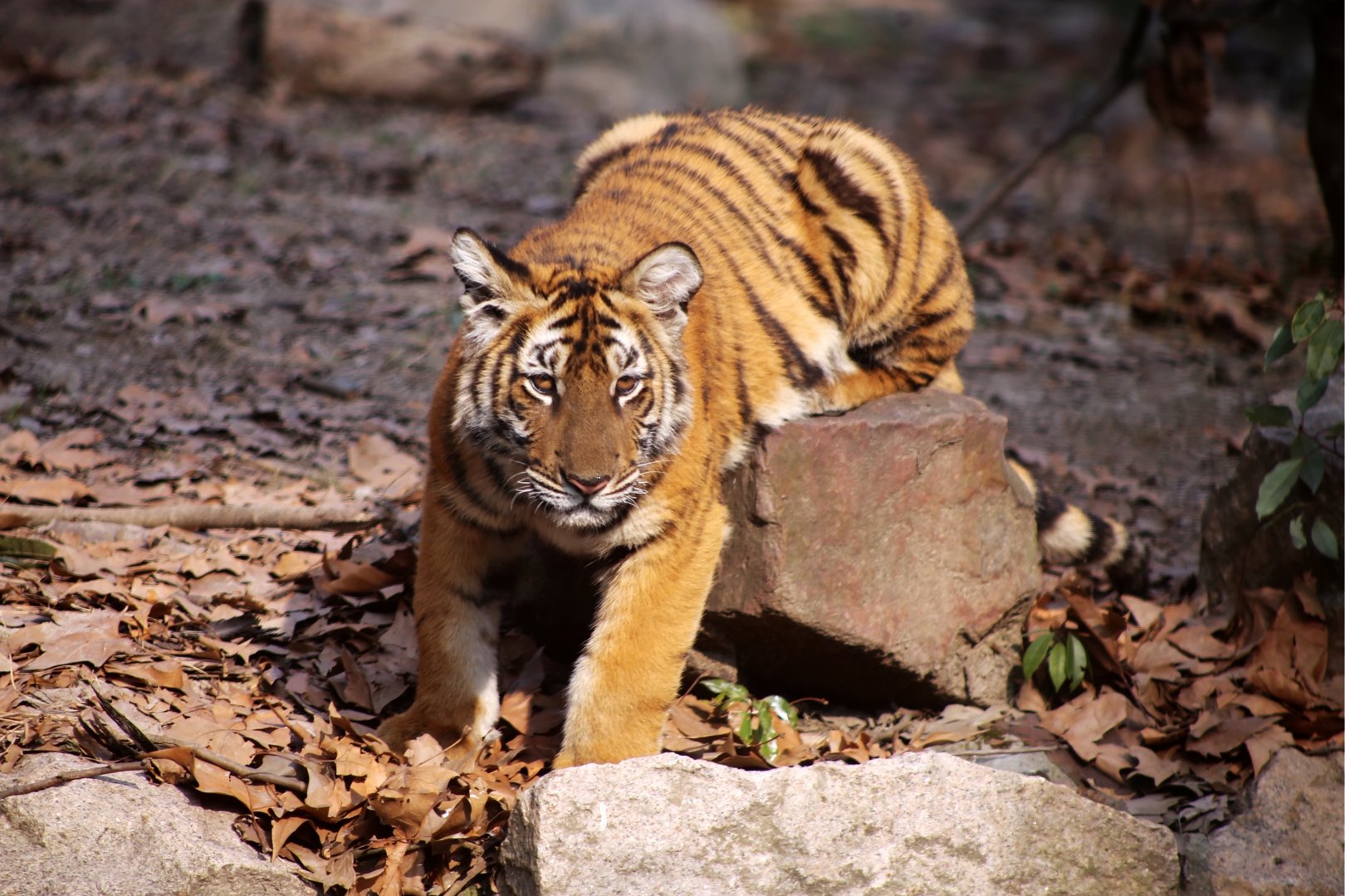 South China Tiger Cub, Female