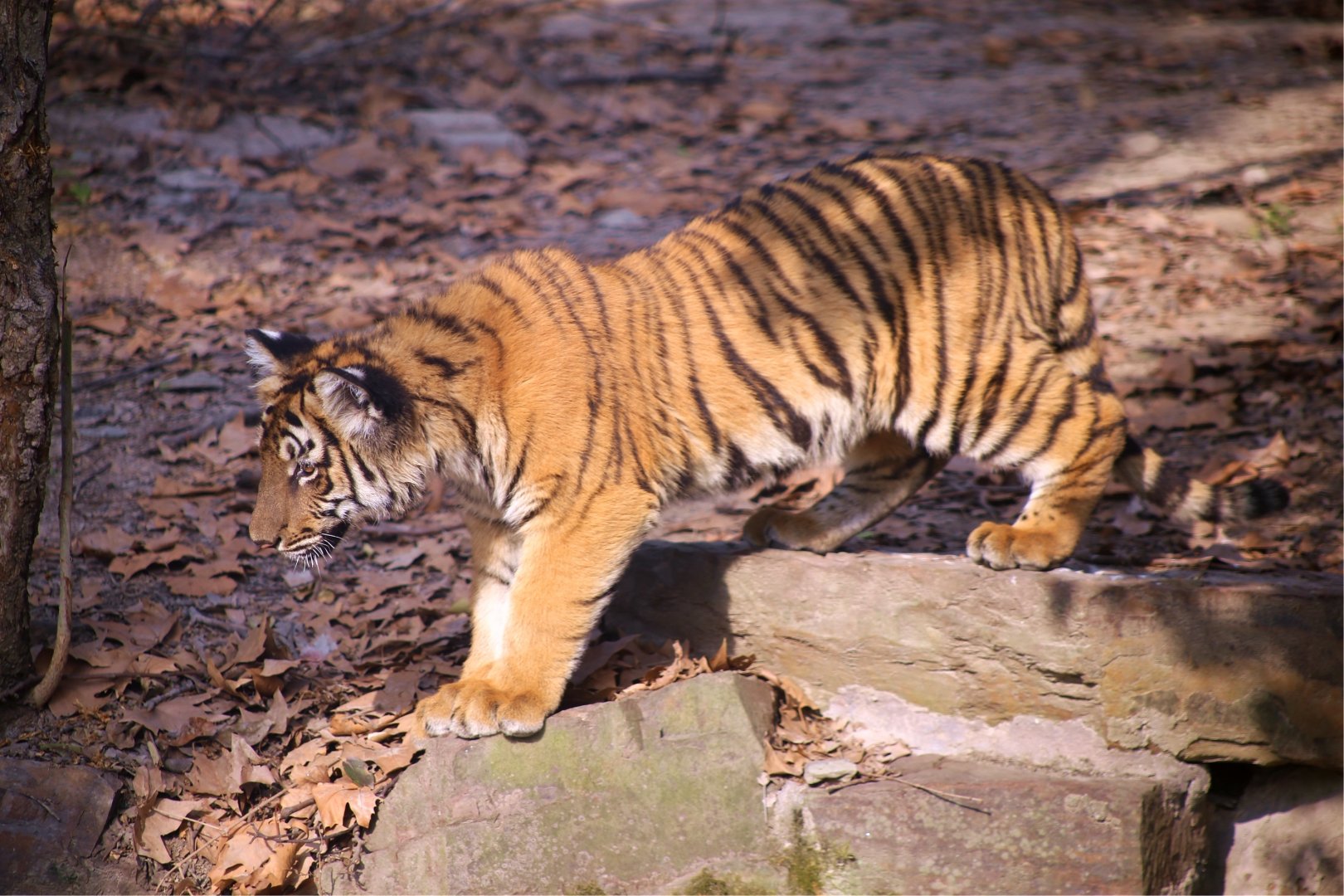 South China Tiger Cub, Female