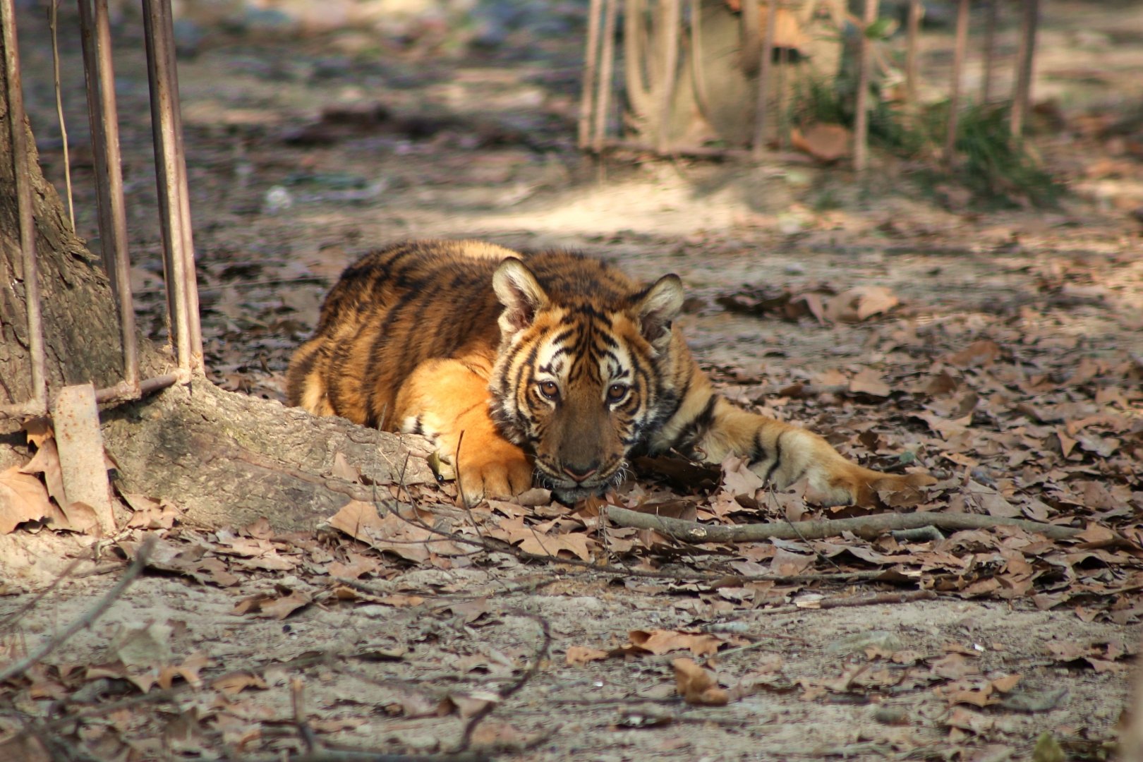 South China Tiger Cub, Male