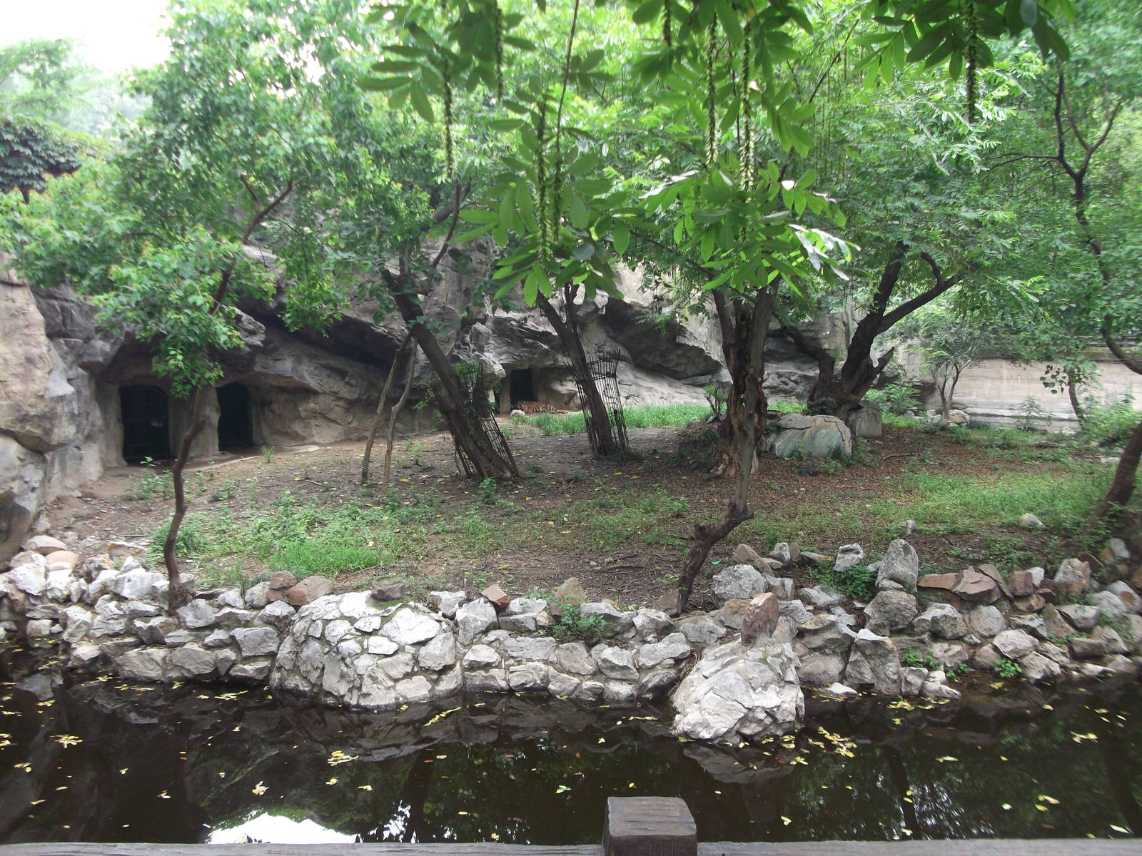 South China Tiger enclosure 1