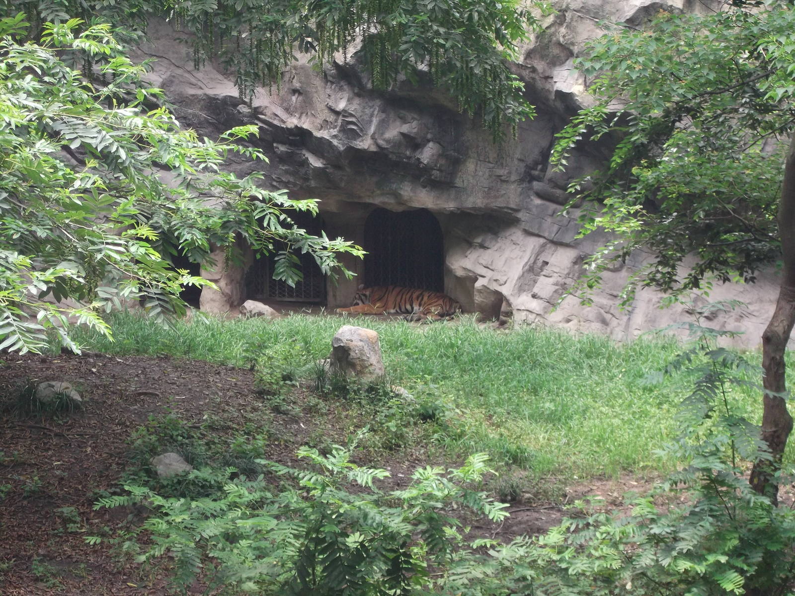South China Tiger Enclosure 2