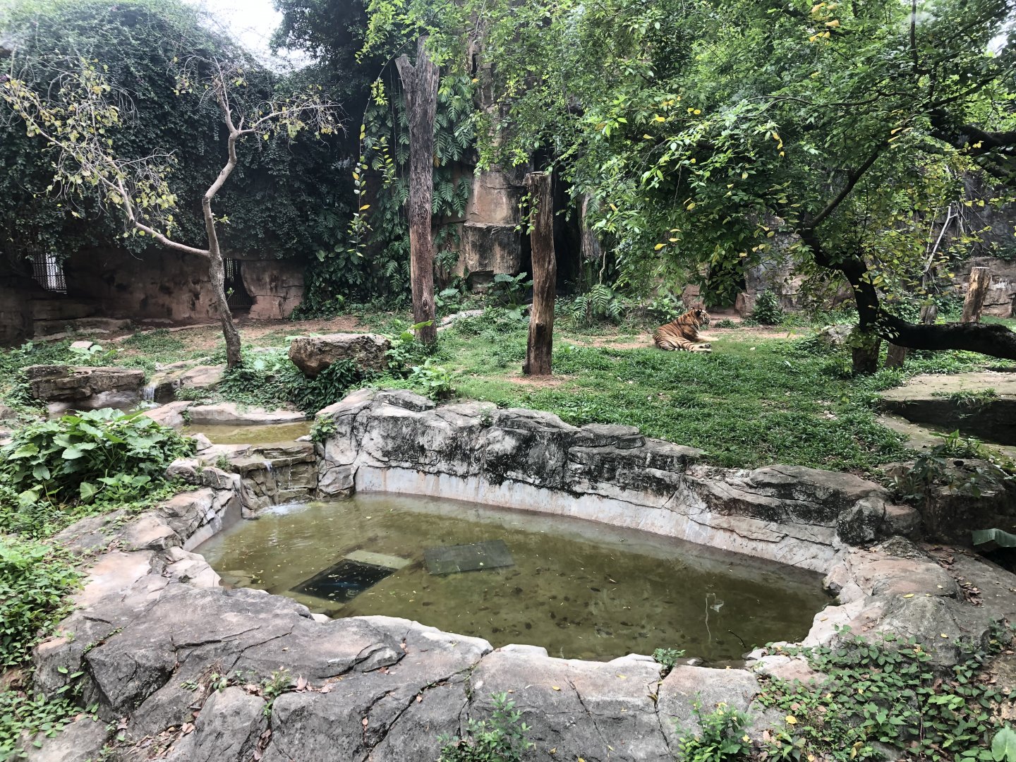 South China Tiger Exhibit