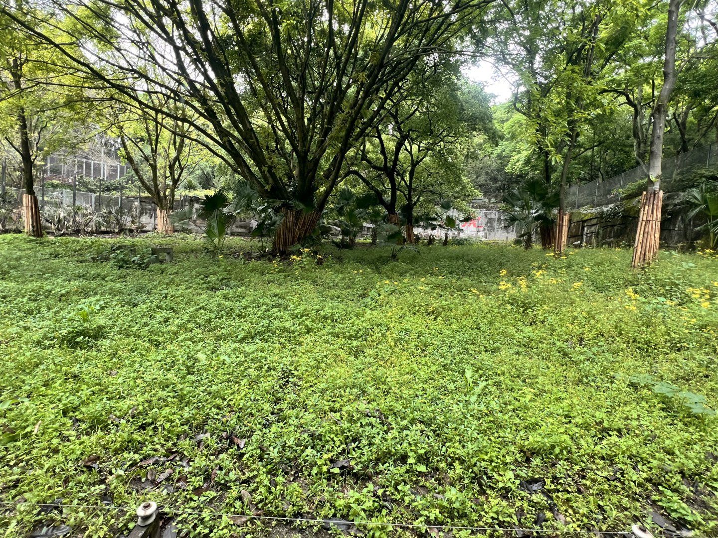 South China Tiger Exhibit