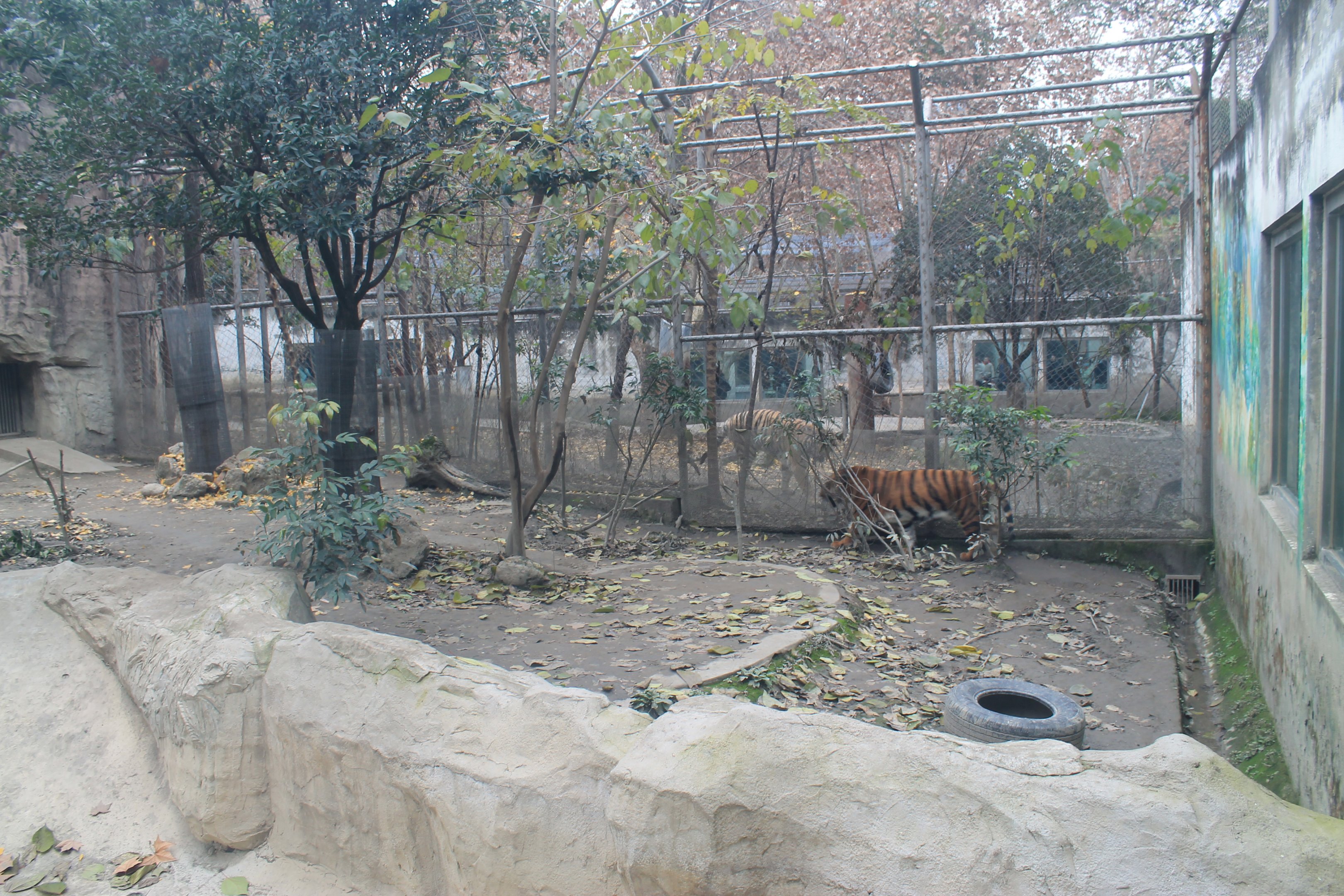 South China Tiger (front) and Siberian Tiger (back)