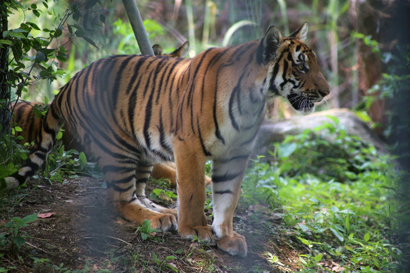 South China Tiger Juvenile