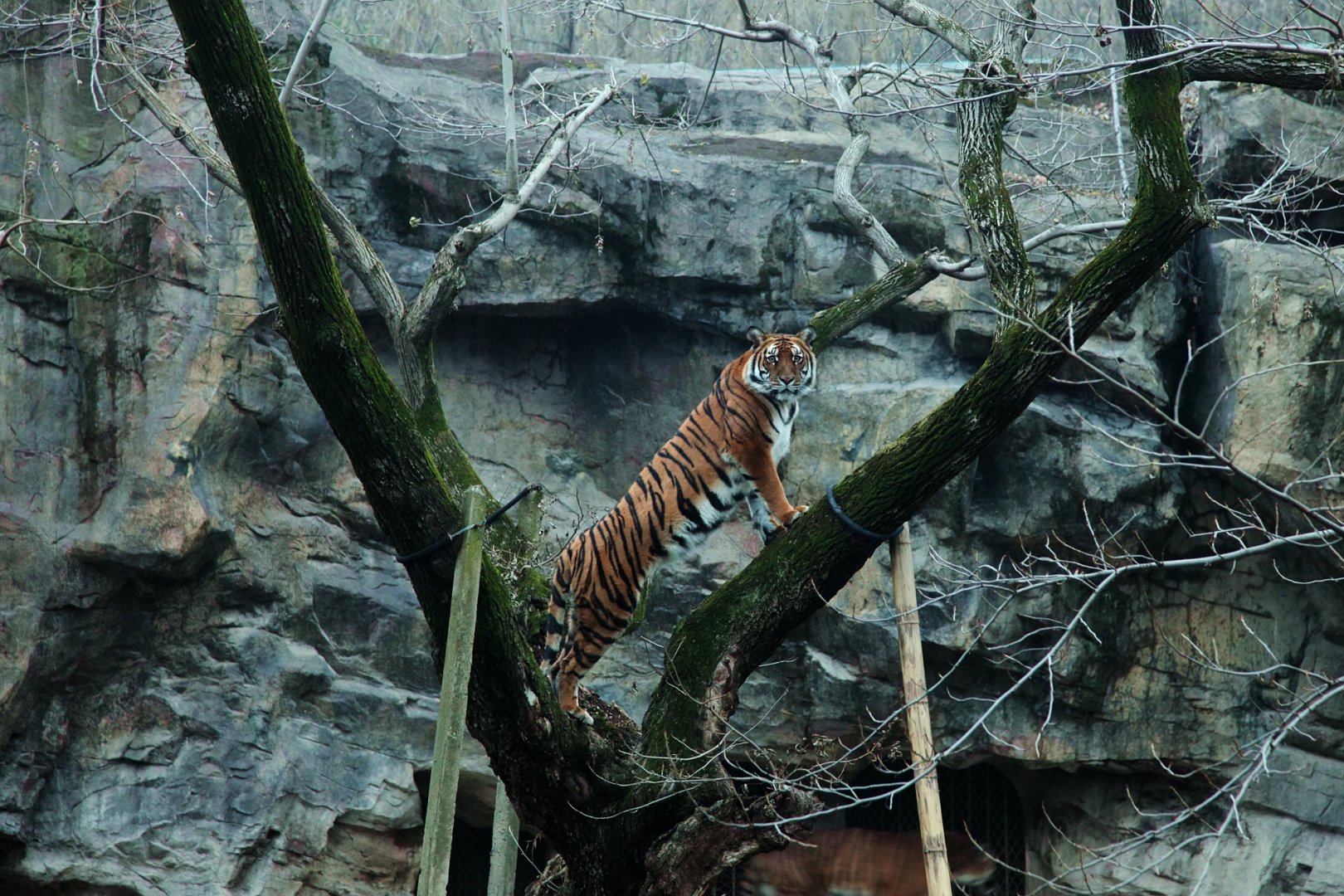 South China tiger on tree