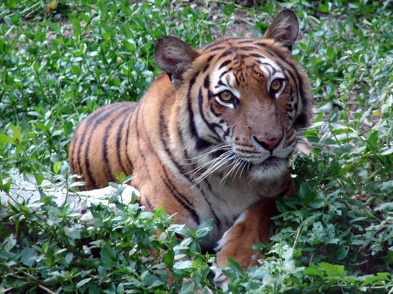 South China Tiger / Panthera tigris amoyensis (female)